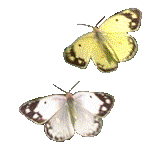 butterfly45.gif